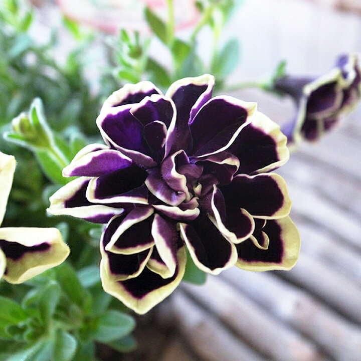 楽天市場 八重ペチュニア 花衣 黒真珠 3 5号 豪華な八重咲が魅力 ダブル 花芽付 イエロー クリーム パープル 大きめ 母の日 花 ガーデニング岐阜緑園