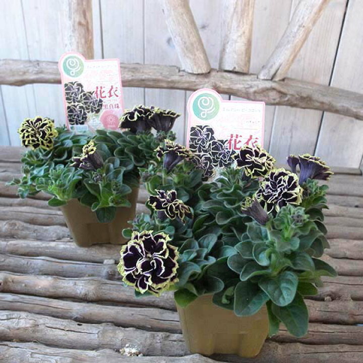 楽天市場 八重ペチュニア 花衣 黒真珠 3 5号 豪華な八重咲が魅力 ダブル 花芽付 イエロー クリーム パープル 大きめ 母の日 花 ガーデニング岐阜緑園