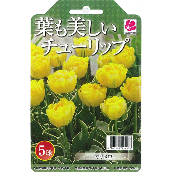 楽天市場 チューリップ 球根 葉も美しいチューリップ カリメロ 5球セット 母の日 花 ガーデニング岐阜緑園