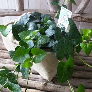 wf H XC[gn[g 3TCY c ACr[