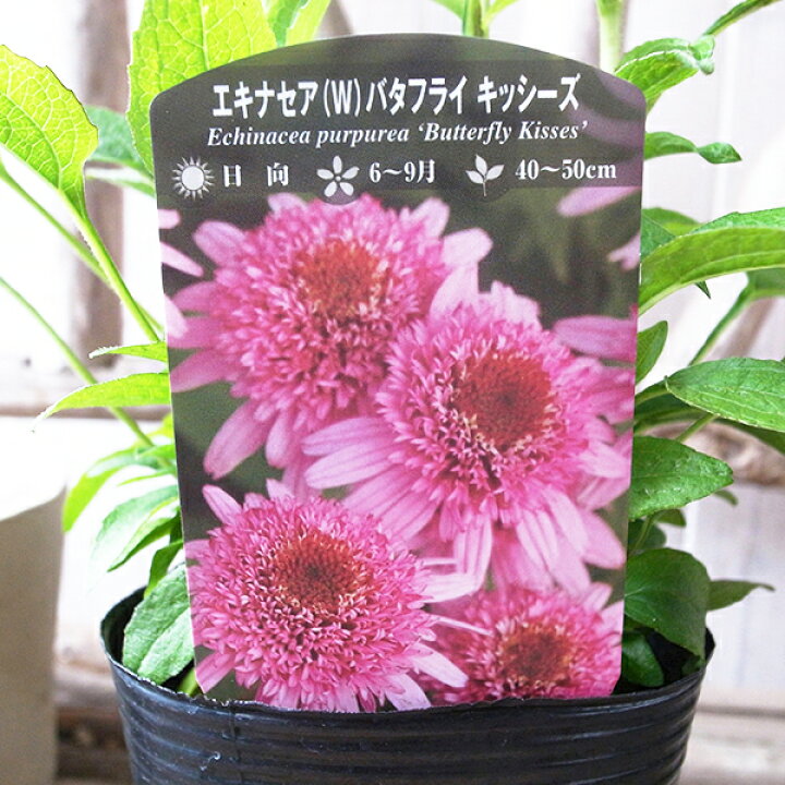 楽天市場 八重咲き エキナセア 苗 バタフライキッシーズ 高さ40cmセンチ 宿根草 イングリッシュガーデン等にも人気の花 母の日 花 ガーデニング 岐阜緑園 楽天市場 八重咲き エキナセア 苗 バタフライキッシーズ 高さ40cmセンチ 宿根草 イングリッシュガーデン等にも人気の花 母の日 花 ガーデニング 岐阜緑園