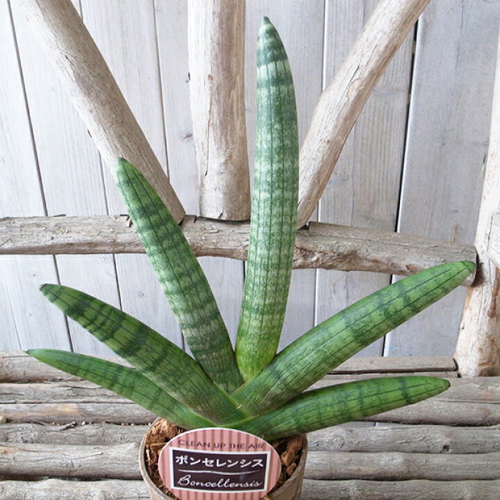 楽天市場 クーポン利用で10 Off レア サンセベリア ボンセレンシス 3 5号デザイン鉢 珍しい 観葉植物 サンスベリア 高さcmセンチ 母の日 花 ガーデニング岐阜緑園 楽天市場 クーポン利用で10 Off レア サンセベリア ボンセレンシス 3 5号デザイン鉢 珍しい 観葉植物 サンスベリア 高さcmセンチ 母の日 花 ガーデニング岐阜緑園