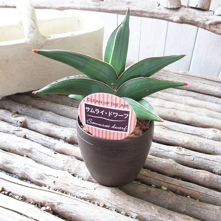 楽天市場 レア サンセベリア サムライドワーフ 3 5号デザイン鉢 珍しい 観葉植物 サンスベリア 高さcmセンチ 母の日 花 ガーデニング岐阜緑園 楽天市場 レア サンセベリア サムライドワーフ 3 5号デザイン鉢 珍しい 観葉植物 サンスベリア 高さcmセンチ 母の日 花 ガーデニング岐阜緑園