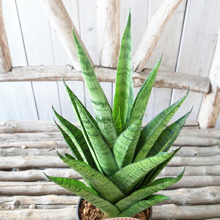 楽天市場 レア レア サンセベリア ハイブリッド 3 5号デザイン鉢 珍しい 観葉植物 サンスベリア 高さcmセンチ 母の日 花 ガーデニング岐阜緑園 楽天市場 レア レア サンセベリア ハイブリッド 3 5号デザイン鉢 珍しい 観葉植物 サンスベリア 高さcmセンチ 母の日 花 ガーデニング岐阜緑園