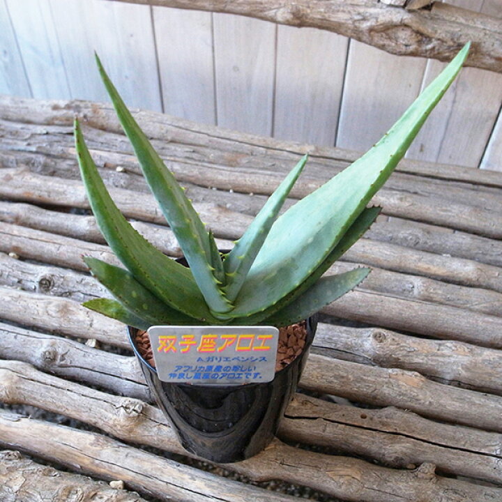 楽天市場 アロエ 双子座 アロエ ａ ガリエペンシス 3号サイズ 多肉植物 タニクショクブツ 母の日 花 ガーデニング岐阜緑園