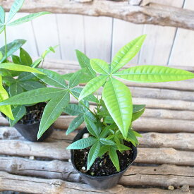 楽天市場 パキラ 苗の通販