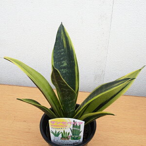 観葉植物 4号 サンスベリアの人気商品 通販 価格比較 価格 Com