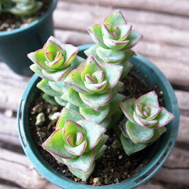 楽天市場 多肉植物 星の王子の通販