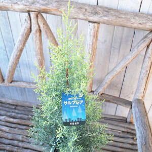 󏭎 Rjt@[ A]jJ TtA 5TCY NX}Xc[ A NX}X̖ A]iCgXM ɓقǃVo[Ă܂