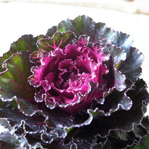 n{^ q C 2.5TCY c tO  Ai 񂹐A̒