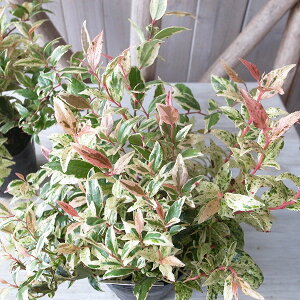 ZCECie xC 3TCY c OhJo[  Ύ Re[ gt[