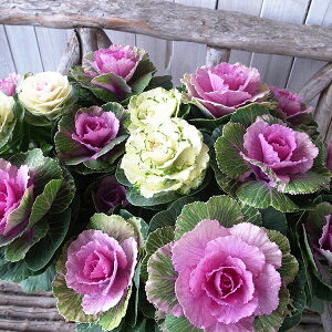 y12{zn{^ tO v`iP[ 񂹐A t 7TCY A 55cmZ`