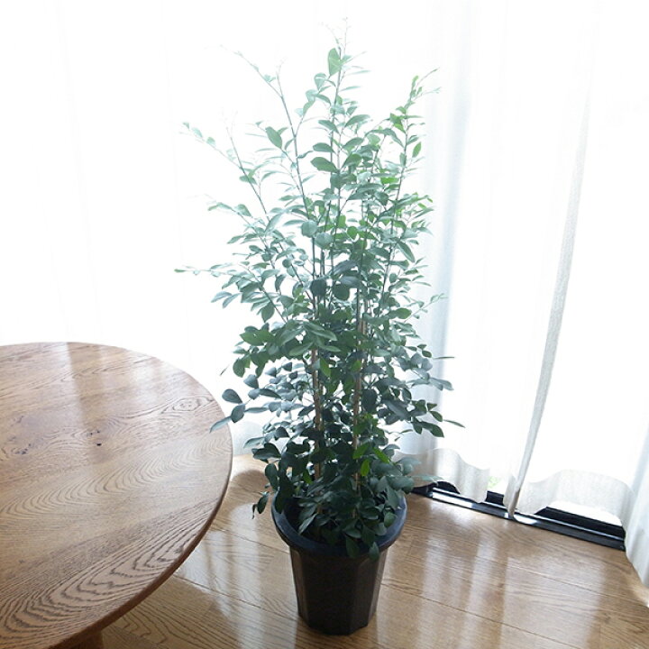 楽天市場 シルクジャスミン 8号サイズ 鉢植え 別名オレンジジャスミンゲッキツ 観葉植物 シルクジャスミン 室内インテリアにシルクジャスミン 母の日 花 ガーデニング岐阜緑園