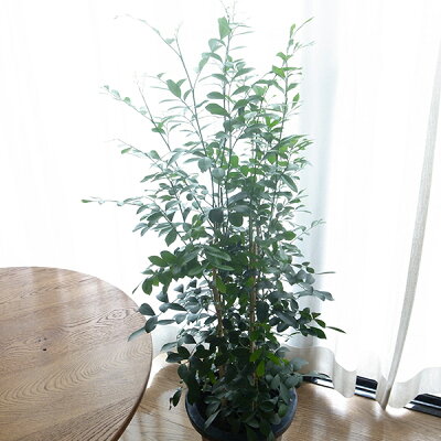 楽天市場 シルクジャスミン 8号サイズ 鉢植え 別名オレンジジャスミンゲッキツ 観葉植物 シルクジャスミン 室内インテリアにシルクジャスミン 母の日 花 ガーデニング岐阜緑園 楽天市場 シルクジャスミン 8号サイズ 鉢植え 別名オレンジジャスミンゲッキツ 観葉植物 シルクジャスミン 室内インテリアにシルクジャスミン 母の日 花 ガーデニング岐阜緑園