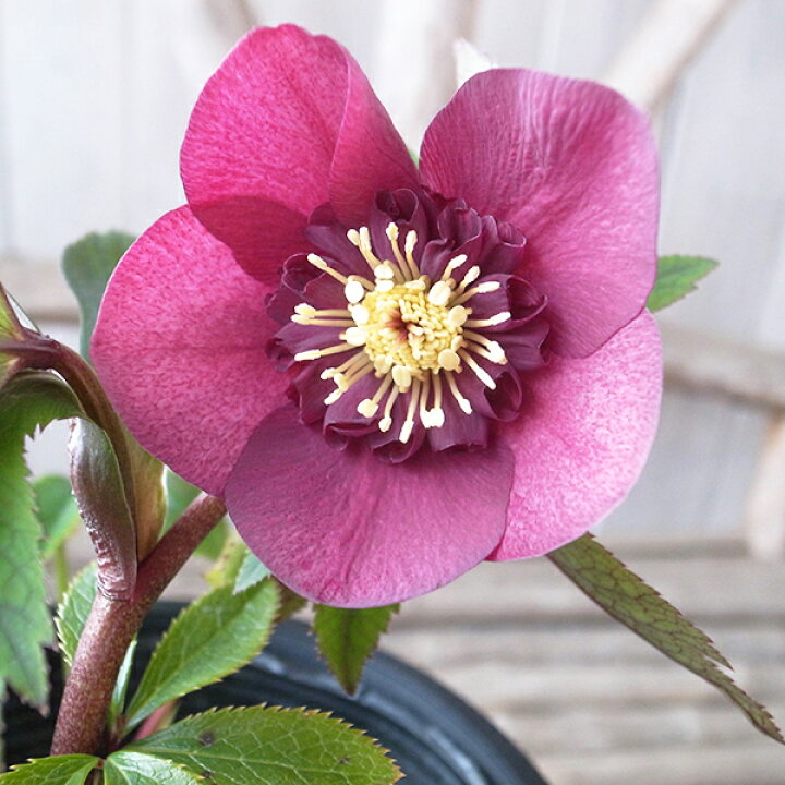 楽天市場 クリスマスローズ セミダブル 開花株 レッドオーレア 4 5号 現品 ひと花開花し蕾2個確認 22年2月8日 撮影 鉢花 鉢植え 母の日 花 ガーデニング岐阜緑園 楽天市場 クリスマスローズ セミダブル 開花株 レッドオーレア 4 5号 現品 ひと花開花し蕾2個確認 22年2月8日 撮影 鉢花 鉢植え 母の日 花 ガーデニング岐阜緑園