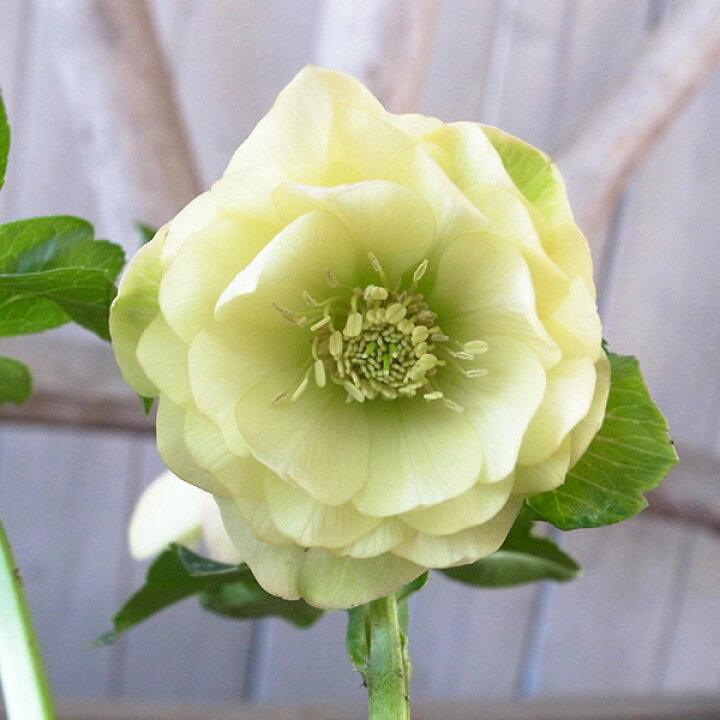 楽天市場 クリスマスローズ ダブル 開花株 ピュアイエロー 3 5号 現品 3花開花し蕾は確認できません 22年3月11日 撮影 鉢花 鉢植え 母の日 花 ガーデニング岐阜緑園