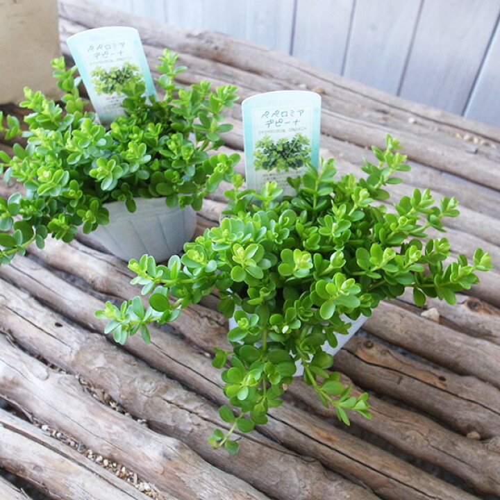 楽天市場 ペペロミア デピーナ 2 5号サイズ 苗 観葉植物 丸い葉がとても可愛い匍匐タイプ 母の日 花 ガーデニング岐阜緑園