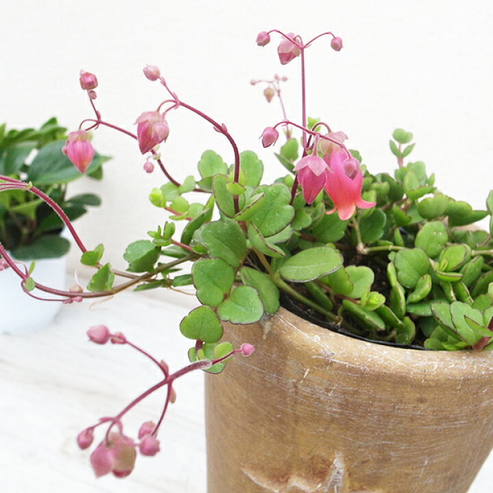 楽天市場 カランコエ ユニフローラ フィフィ 3 5号サイズ苗 多肉植物 タニクショクブツ 肉厚の丸い葉がたくさんついた枝が枝垂れるタイプの珍しい 母の日 花 ガーデニング岐阜緑園