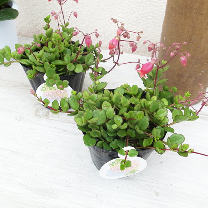 楽天市場 カランコエ ユニフローラ フィフィ 3 5号サイズ苗 多肉植物 タニクショクブツ 肉厚の丸い葉がたくさんついた枝が枝垂れるタイプの珍しい 母の日 花 ガーデニング岐阜緑園