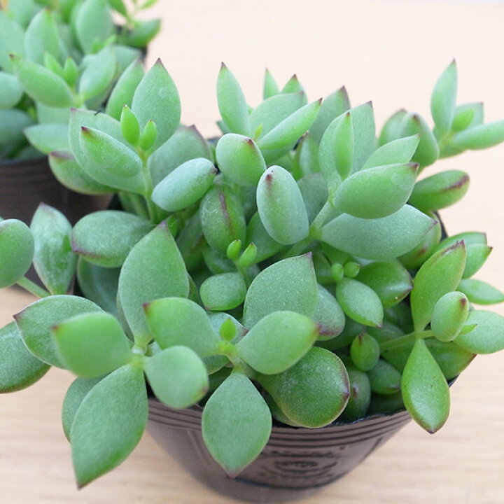 楽天市場】コチレドン ペンデンス 3号サイズ 花苗 多肉植物 タニク 
