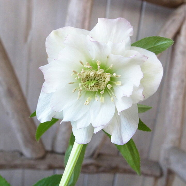 楽天市場 クリスマスローズ ダブル 開花株 ホワイトほんのりピンク 4 5号 現品 ひと花開花し蕾2個確認 22年3月25日 撮影 鉢花 鉢植え 母の日 花 ガーデニング岐阜緑園