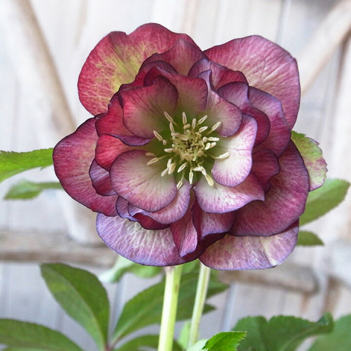 楽天市場 クリスマスローズ ダブル 開花株 グリーンパープルバイカラー 4 5号 現品 ひと花開花し蕾2個確認 22年3月25日 撮影 鉢花 鉢植え 母の日 花 ガーデニング岐阜緑園