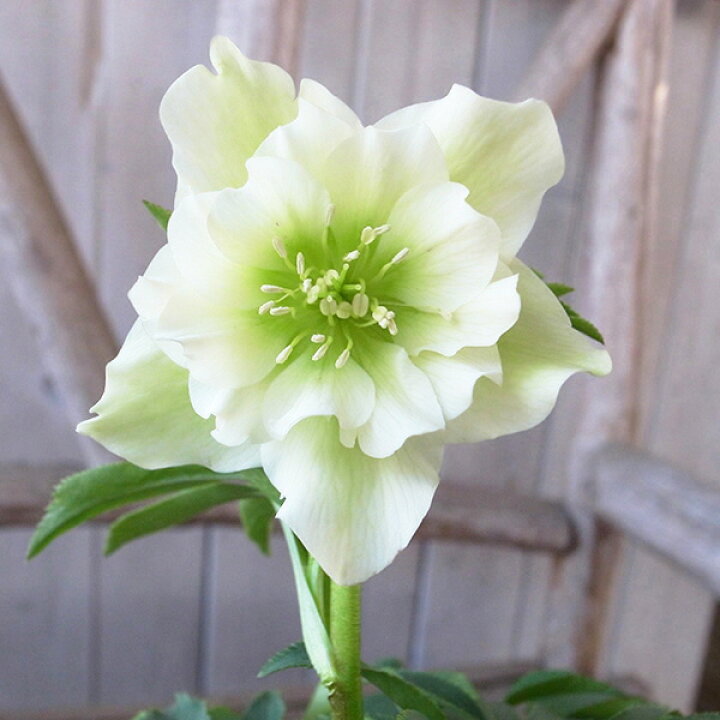 楽天市場 クリスマスローズ ダブル 開花株 ライムグリーン 4 5号 現品 ひと花開花し蕾1個確認 22年3月25日 撮影 鉢花 鉢植え 母の日 花 ガーデニング岐阜緑園