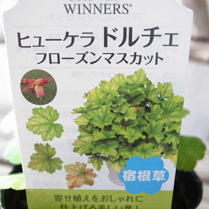 楽天市場 ヒューケラ フローズンマスカット 苗 カラーリーフ 母の日 花 ガーデニング岐阜緑園