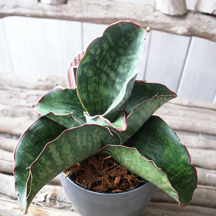 楽天市場 レア サンセベリア ドラゴンウィング 3 5号サイズ デザイン鉢 高さcmセンチ程 サンスベリア 観葉植物 珍しい 母の日 花 ガーデニング岐阜緑園