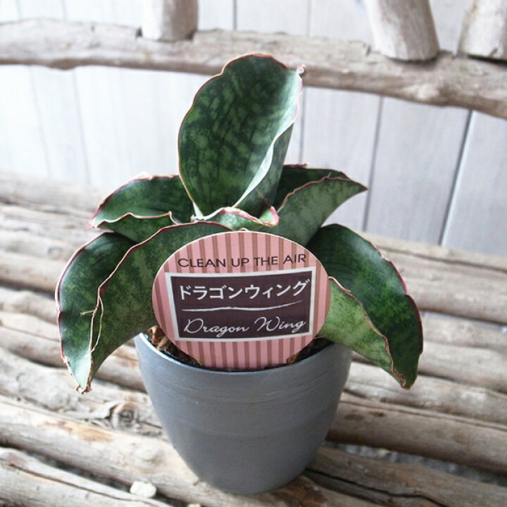楽天市場 レア サンセベリア ドラゴンウィング 3 5号サイズ デザイン鉢 高さcmセンチ程 サンスベリア 観葉植物 珍しい 母の日 花 ガーデニング岐阜緑園