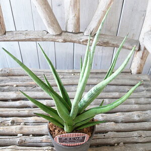 A TZxA OVX 3.5fUCA ɒTXxA ϗtA 35cmZ`