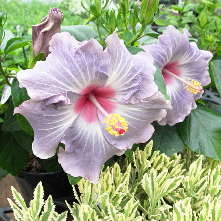 楽天市場 ハイビスカス Nll ケイト 5号サイズ 鉢植え ブルー系の中輪種ですが実際の開花色はブルーというよりはグレーがかった落ち着いたアンティークカラーです 母の日 花 ガーデニング岐阜緑園