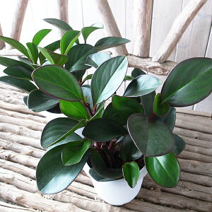 yy~A 4TCY A tlC̊ϗtA O[