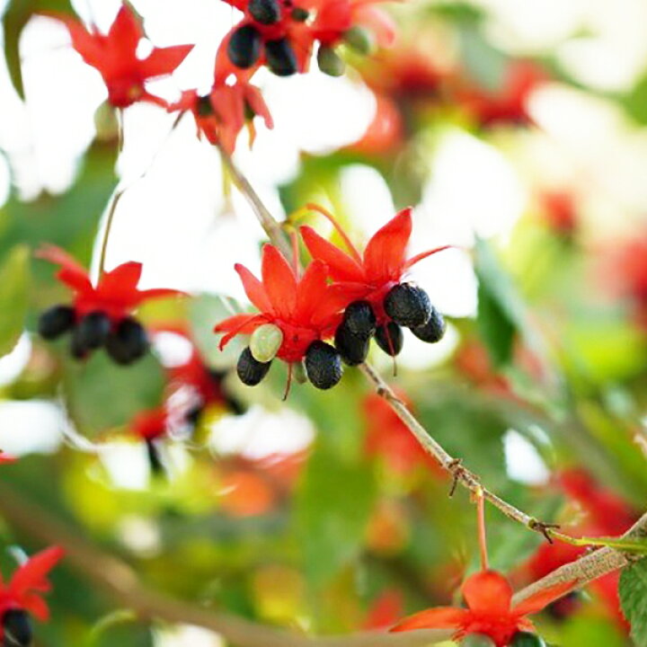 楽天市場 オクナ セルラータ ミッキーマウスノキ 3号サイズ 苗 母の日 花 ガーデニング岐阜緑園