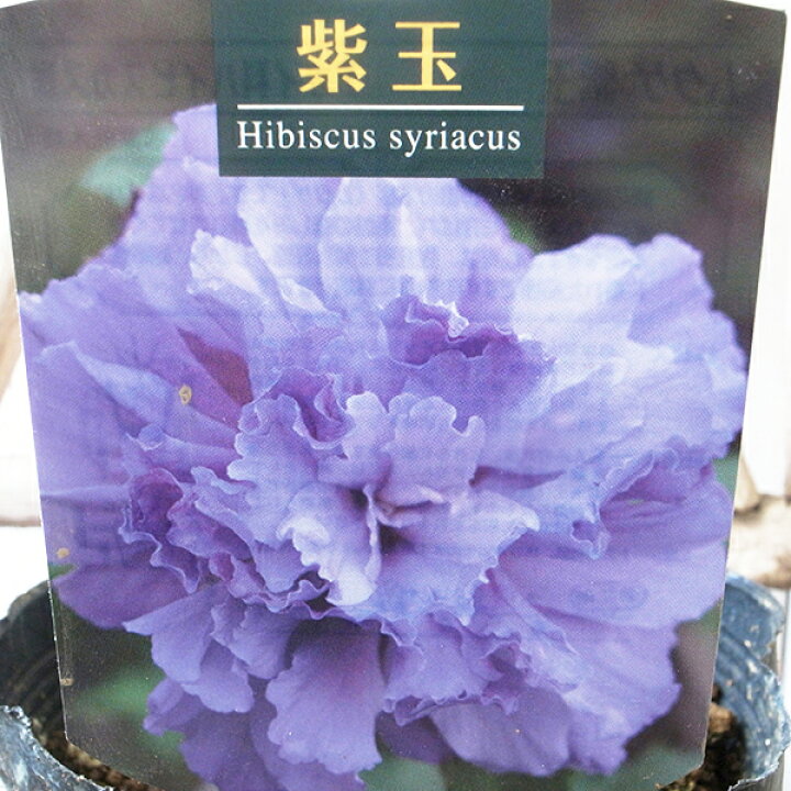 楽天市場 ムクゲ 紫玉 シギョク 5号サイズ 花苗 青紫の八重の花を咲かせ開花期が長いのが特徴 母の日 花 ガーデニング岐阜緑園