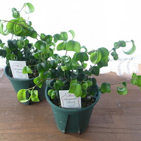 フィカス ベンジャミナ バロック 4号サイズ 鉢植え ベンジャミン 観葉植物 インテリア 高さ20cmセンチ 光沢あるカールした葉が魅力のベンジャミン スタイリッシュで室内インテリアに人気です