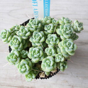 多肉植物 セダム ペレズデラロサエ 2号サイズ 苗 タニクショクブツ