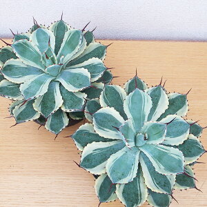 AKx |^g gˊ 6TCY A  A