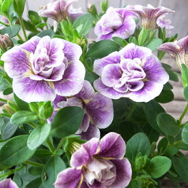 カリブラコア ティフォシー アンティーク No5 3.5号サイズ 花苗 アンティークな花色が魅力の最新品種