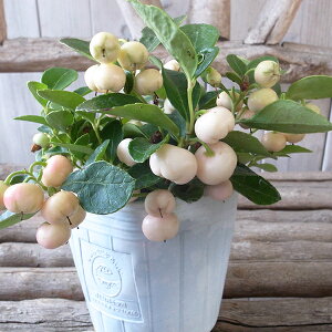 希少種 チェッカーベリー ビックベリー ホワイト 3号サイズ 苗 珍しい