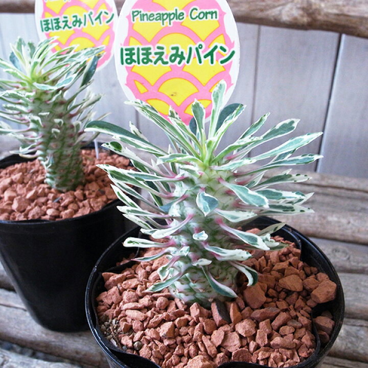 楽天市場】レア多肉植物 希少 ユーフォルビア パイナップルコーン  