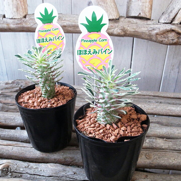 楽天市場】レア多肉植物 希少 ユーフォルビア パイナップルコーン  