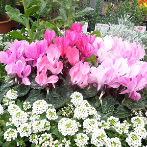 K[fVN N 3Zbg NEW ԉt XgCv Of[Vi ԕc