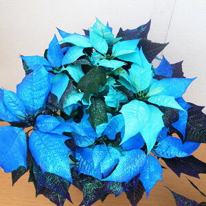 y11{z|CZ`A Of[VJ[ t 5TCY A  u[  ʌ