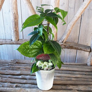 【11月上旬発送】冬咲きクレマチス・アンスンエンシス 花苗