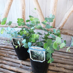 [J Vo[_[ 3.5TCY c [J̒ōłtpǂ̂ŐlĈi