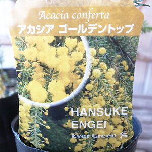 AJVA S[fgbv c Ԃ͋PF̕i 30cmZ`