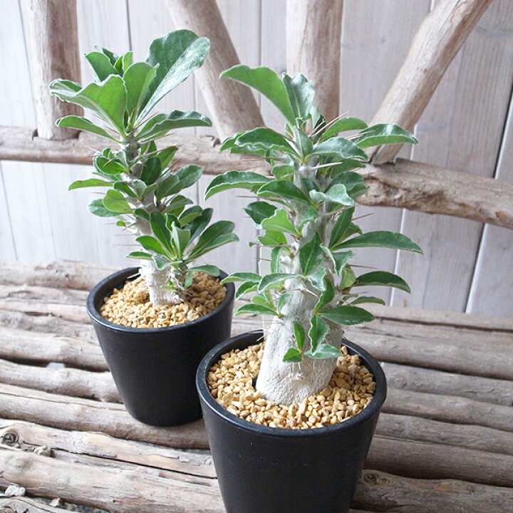 楽天市場】塊根植物 パキポジウム サンデルシー 白馬城 ハクバジョウ  