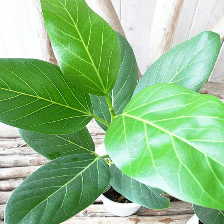 楽天市場】フィカス ベンガレンシス 4号サイズ 鉢植え 観葉植物 高さ 