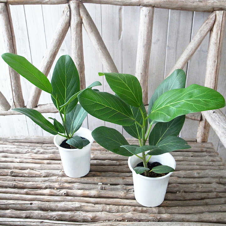 楽天市場】フィカス ベンガレンシス 4号サイズ 鉢植え 観葉植物 高さ 
